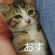 かわいいちょっと臆病な男の子