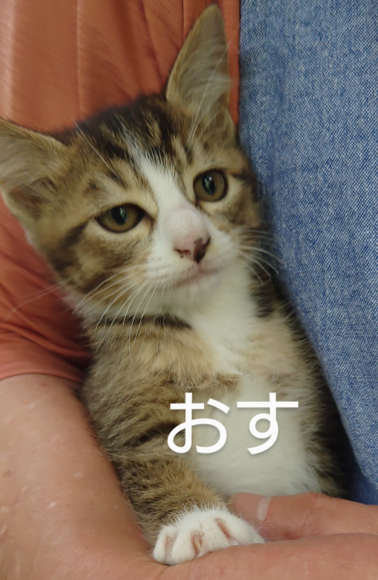 かわいいちょっと臆病な男の子