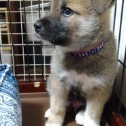 迷子のかわいい男の子