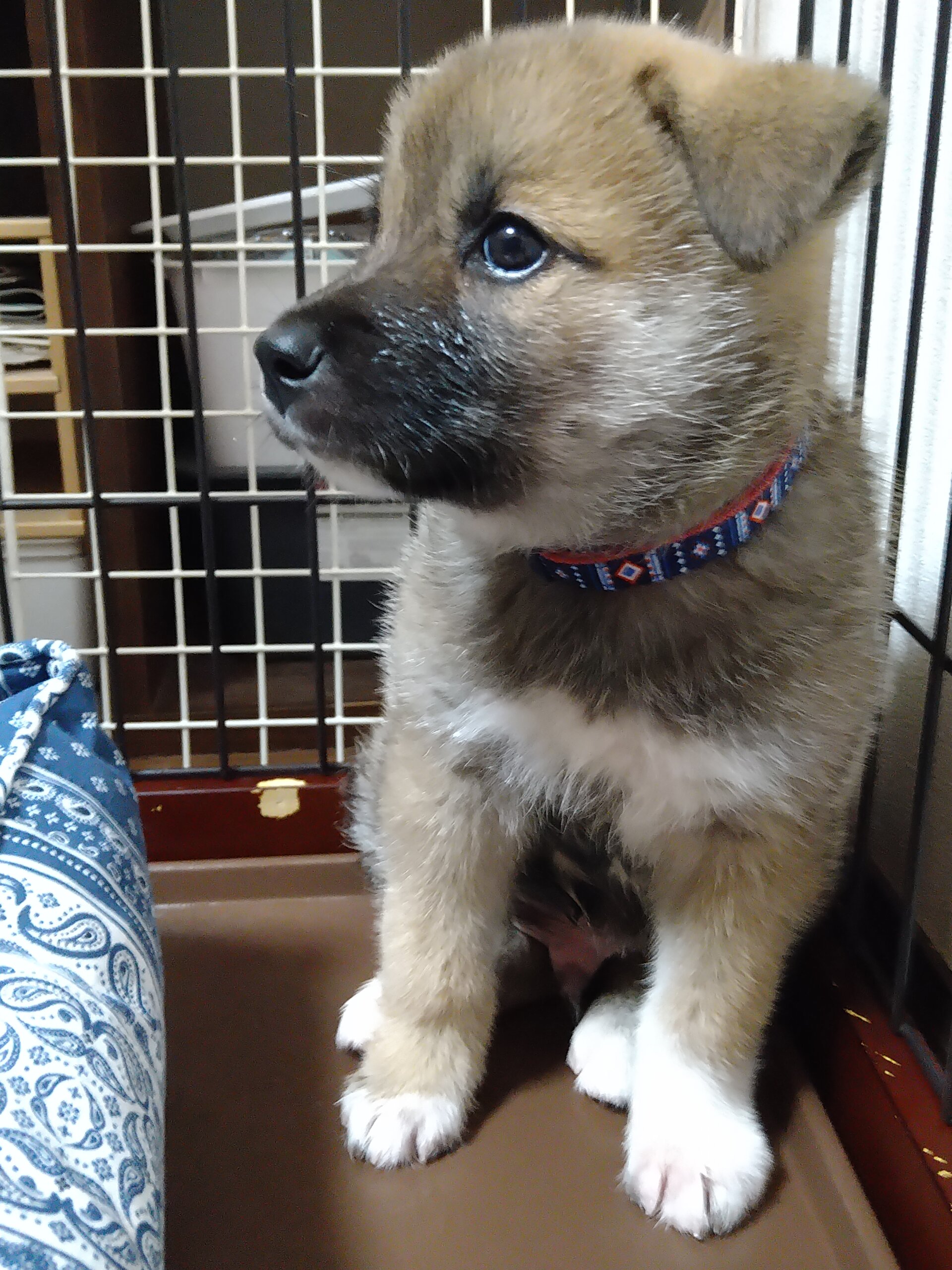 迷子のかわいい男の子