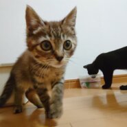 赤毛のキジトラ少女