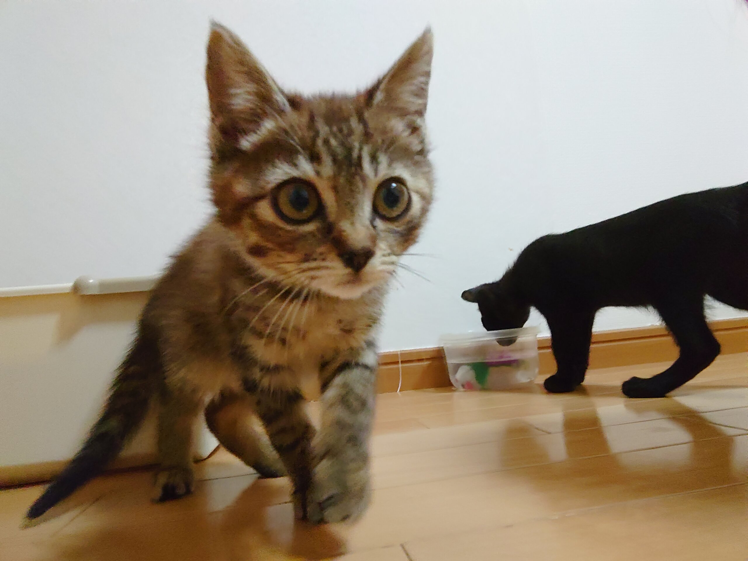 赤毛のキジトラ少女