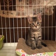 とにかく可愛いキジトラ仔猫のボビー！