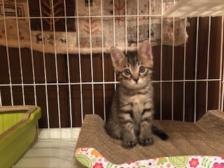 とにかく可愛いキジトラ仔猫のボビー！