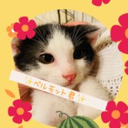 アペリティフ5兄妹★ベルモット君