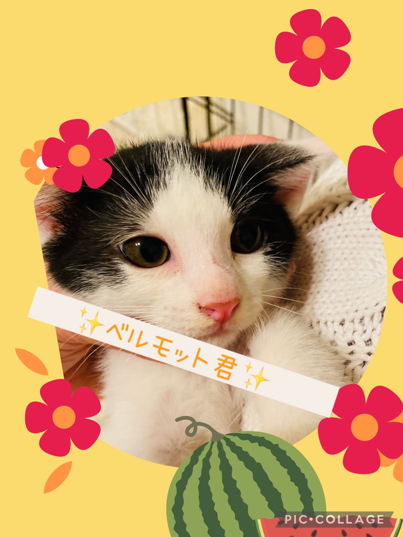 アペリティフ5兄妹★ベルモット君