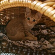 2ヶ月の茶トラ・カギしっぽ君