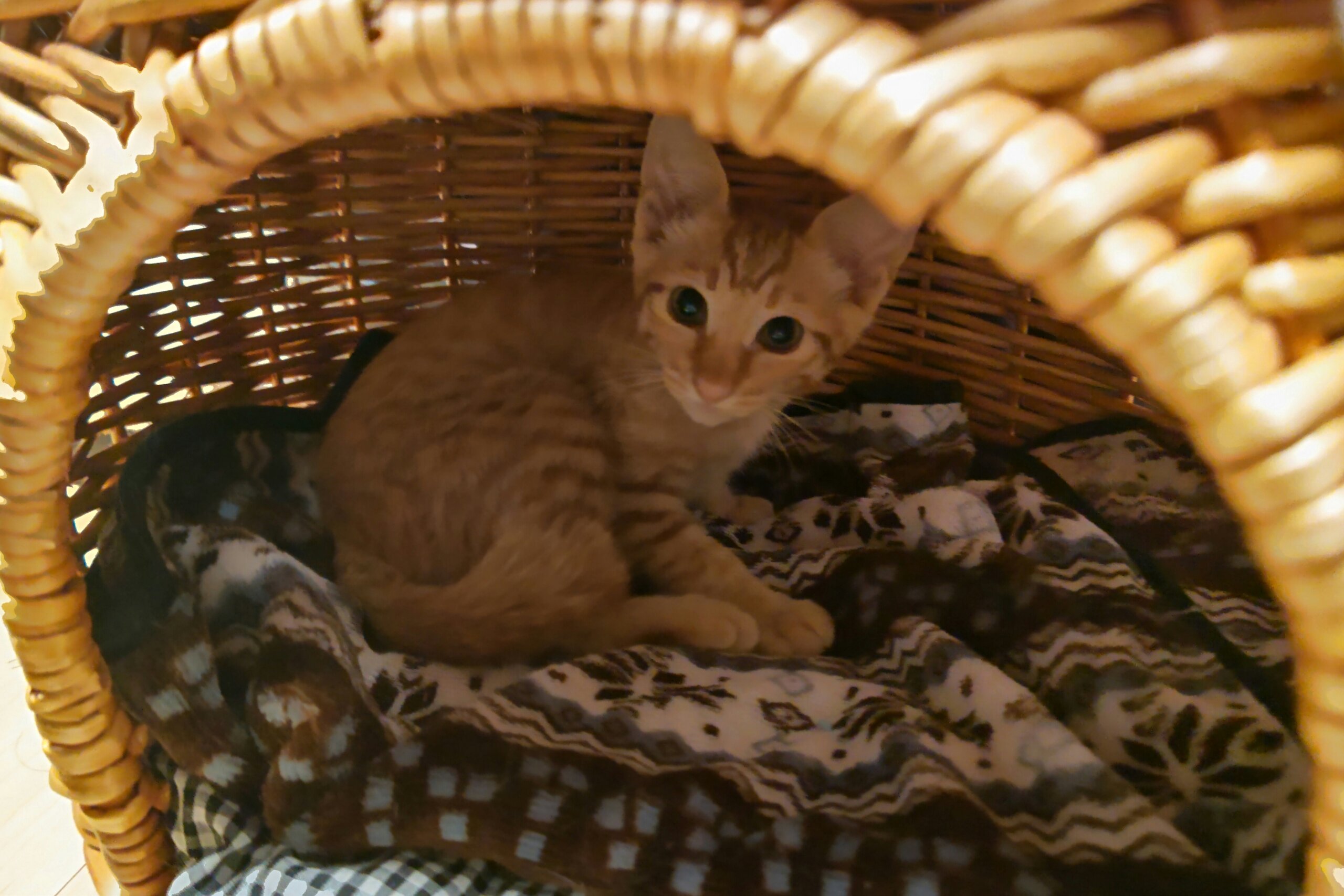 2ヶ月の茶トラ・カギしっぽ君