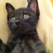 生後2ヶ月前後の仔猫(男の子)ほぼ黒