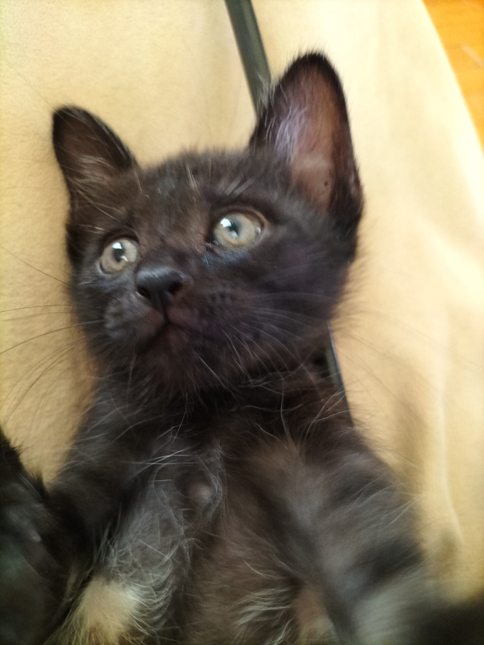 生後2ヶ月前後の仔猫(男の子)ほぼ黒