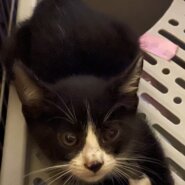 生後2ヶ月位の仔猫　ハチワレブチです