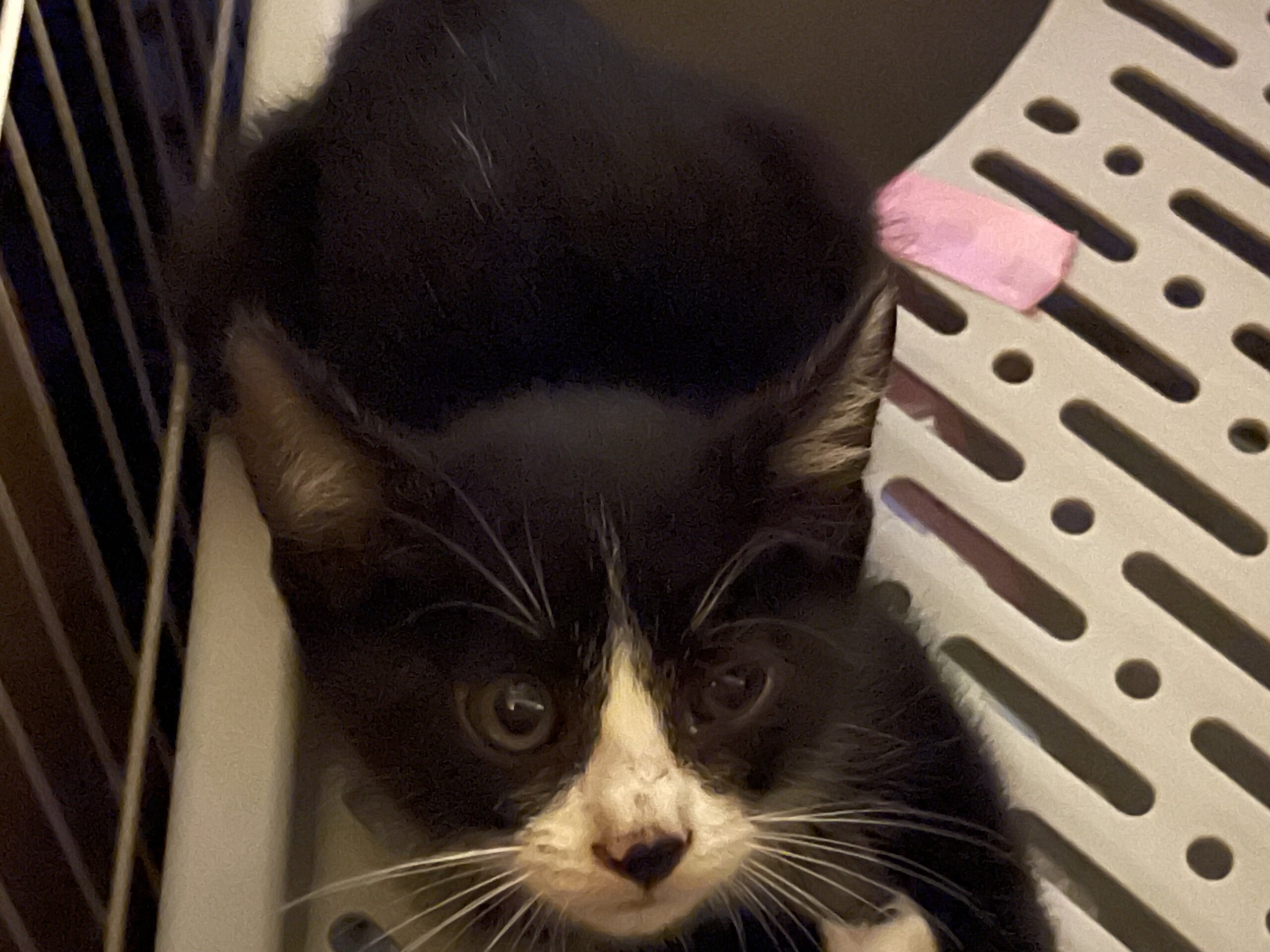 生後2ヶ月位の仔猫　ハチワレブチです