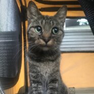 お見合い随時可能　かわいいお顔のキジトラさん