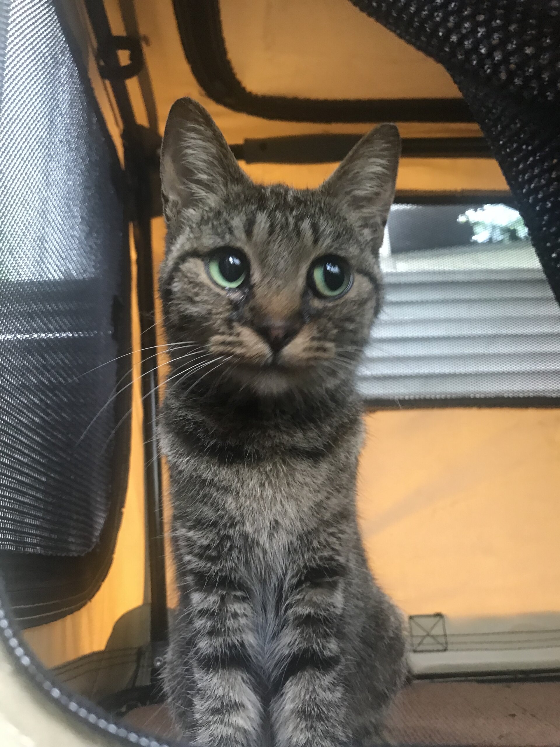 お見合い随時可能　かわいいお顔のキジトラさん