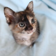 小粒でも元気いっぱい女の子