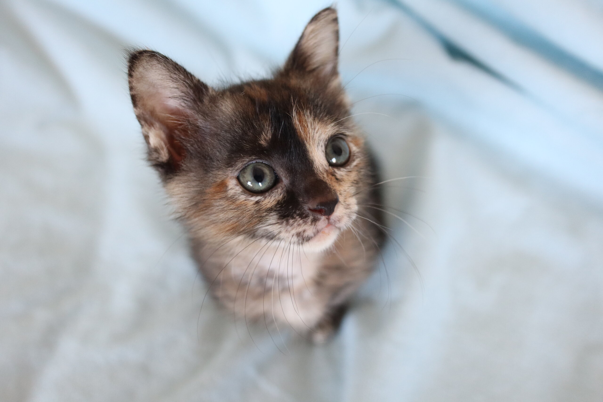 小粒でも元気いっぱい女の子