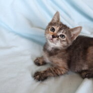 お膝だ～い好き女の子