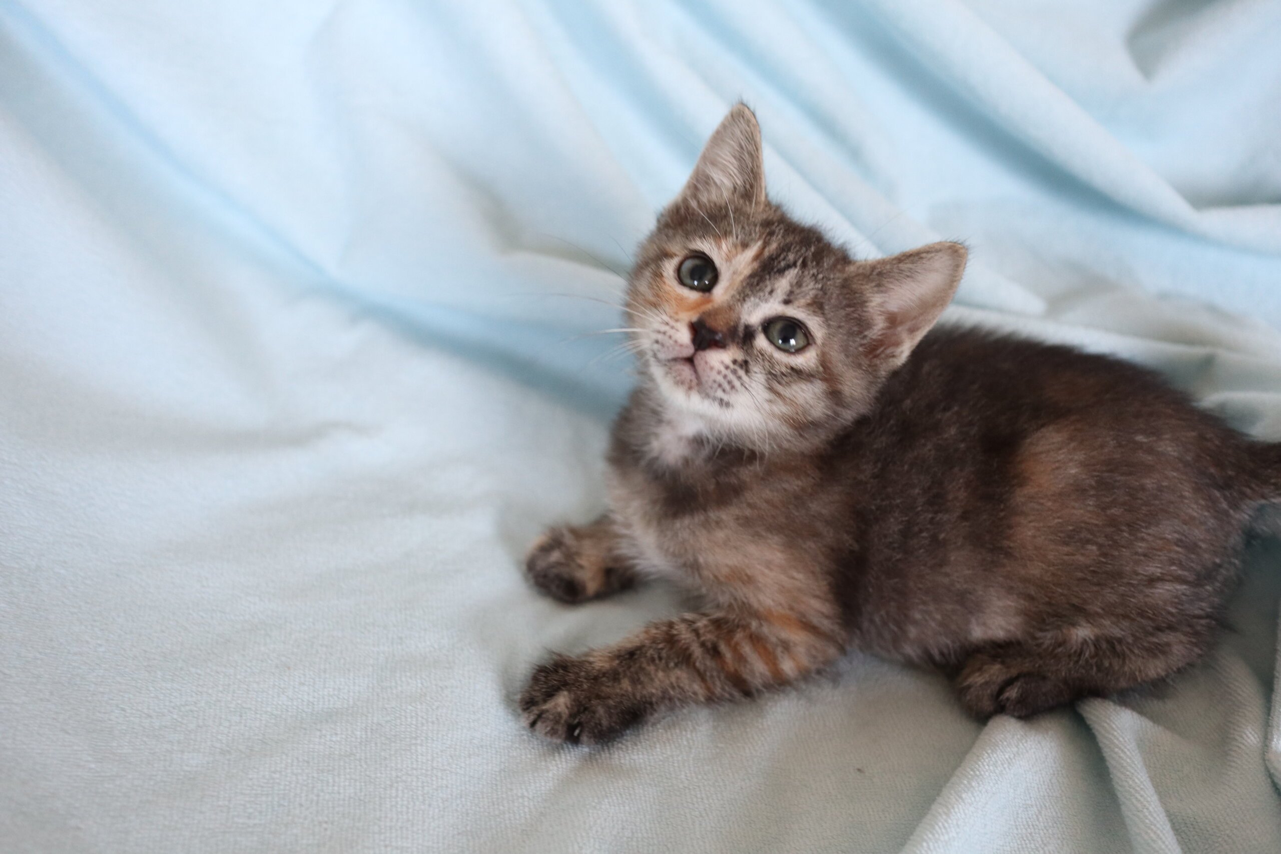 お膝だ～い好き女の子