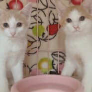 ☆小さくても元気～とても可愛い茶白猫の兄弟です☆