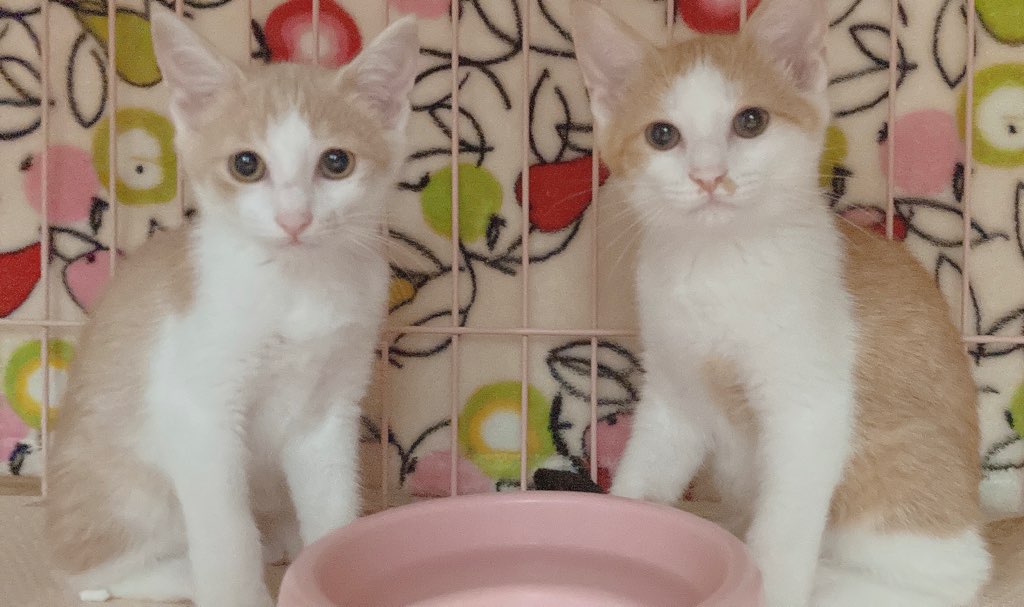 ☆小さくても元気～とても可愛い茶白猫の兄弟です☆