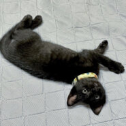 2度辛い思いをした仔猫2か月（糸島市）