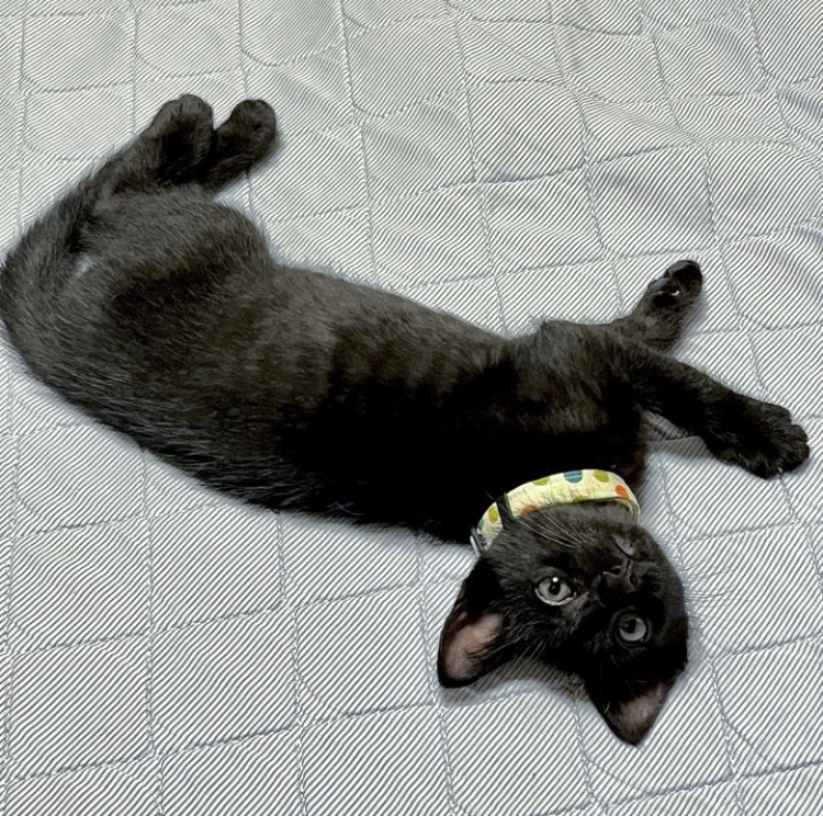 2度辛い思いをした仔猫2か月（糸島市）