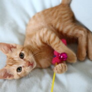 ゴロゴロが止まらない茶トラくん