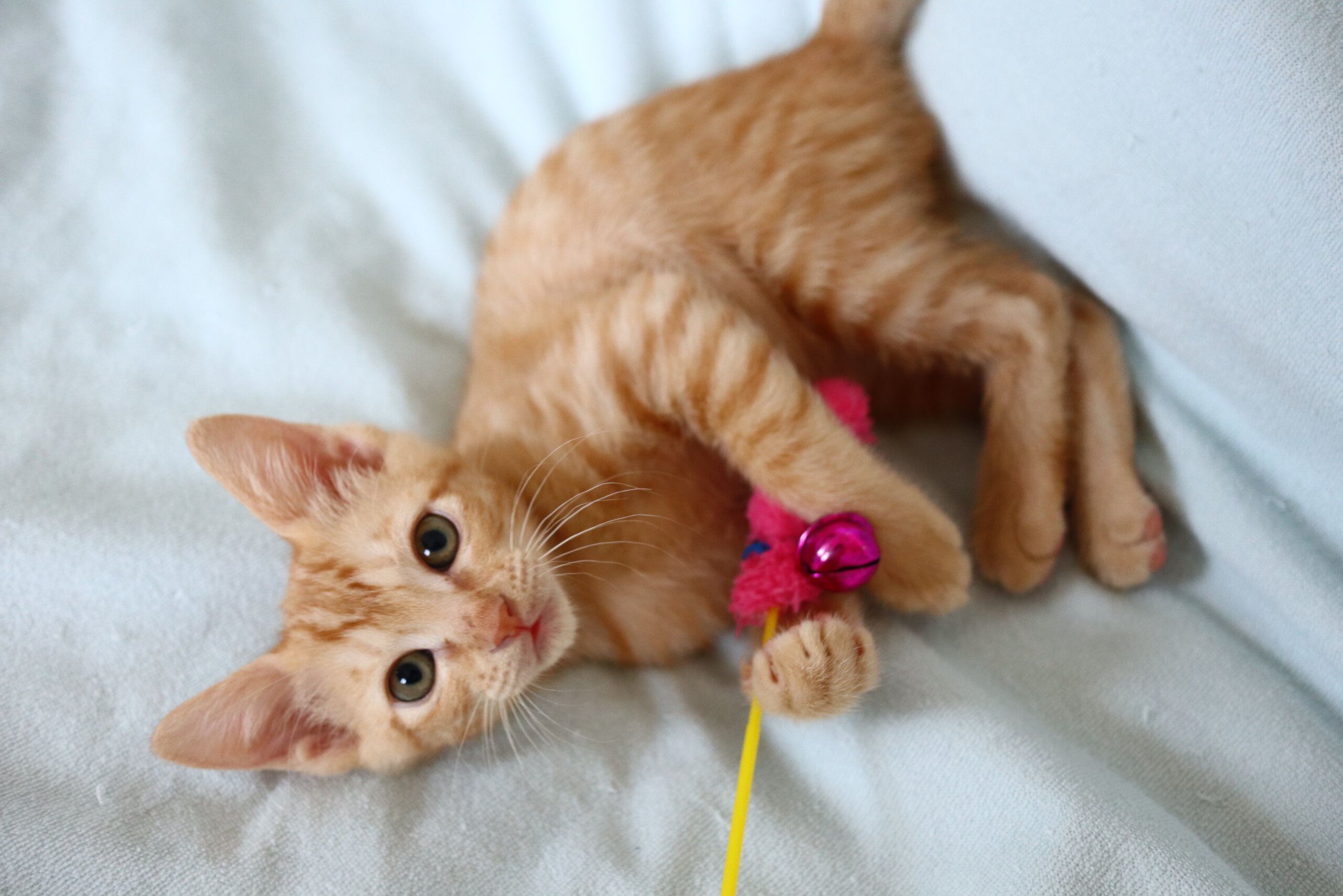 ゴロゴロが止まらない茶トラくん