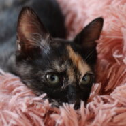 濃いサビの甘えん坊ガールちゃん