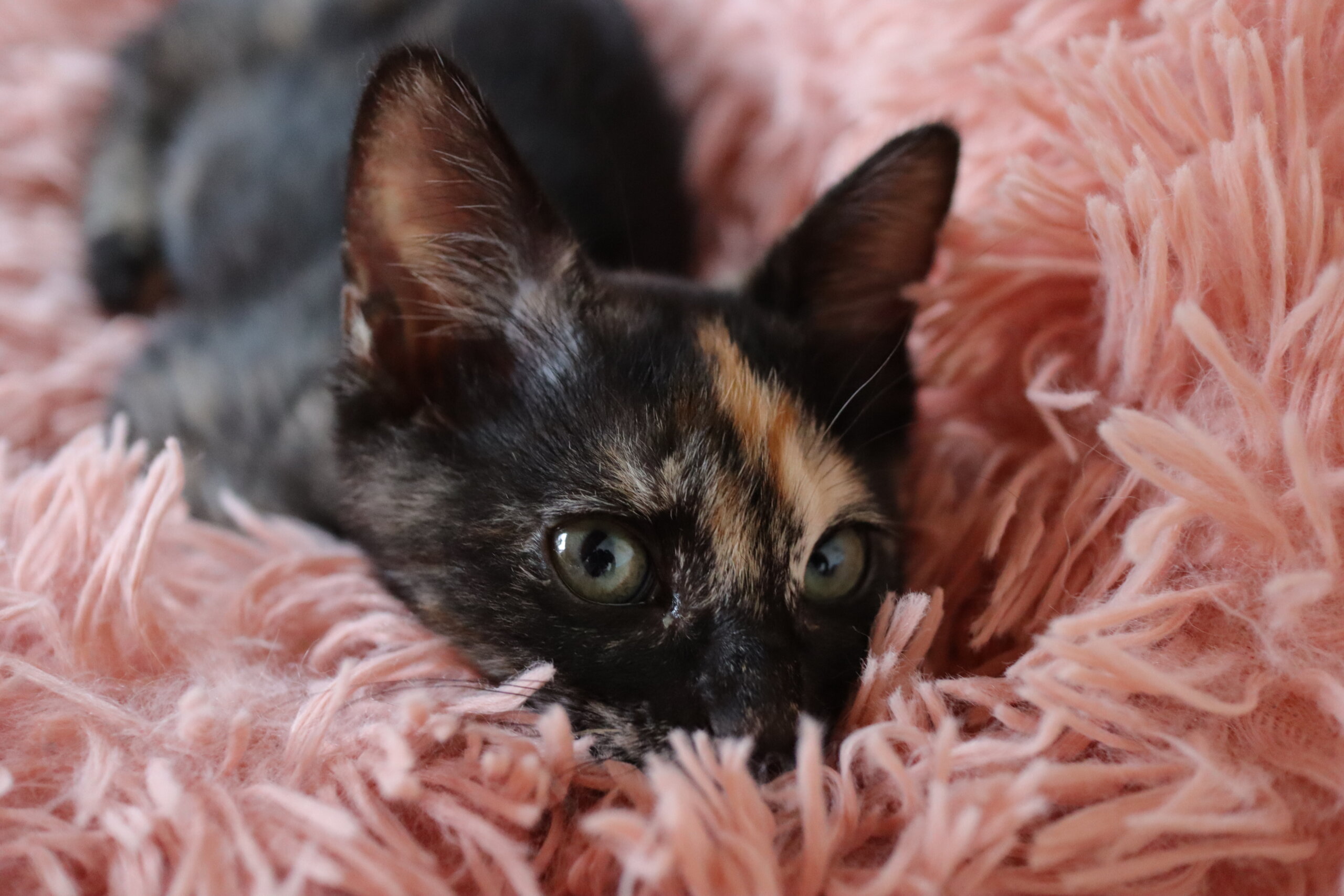 濃いサビの甘えん坊ガールちゃん