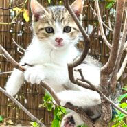 生後2ヶ月キジ白の女の子