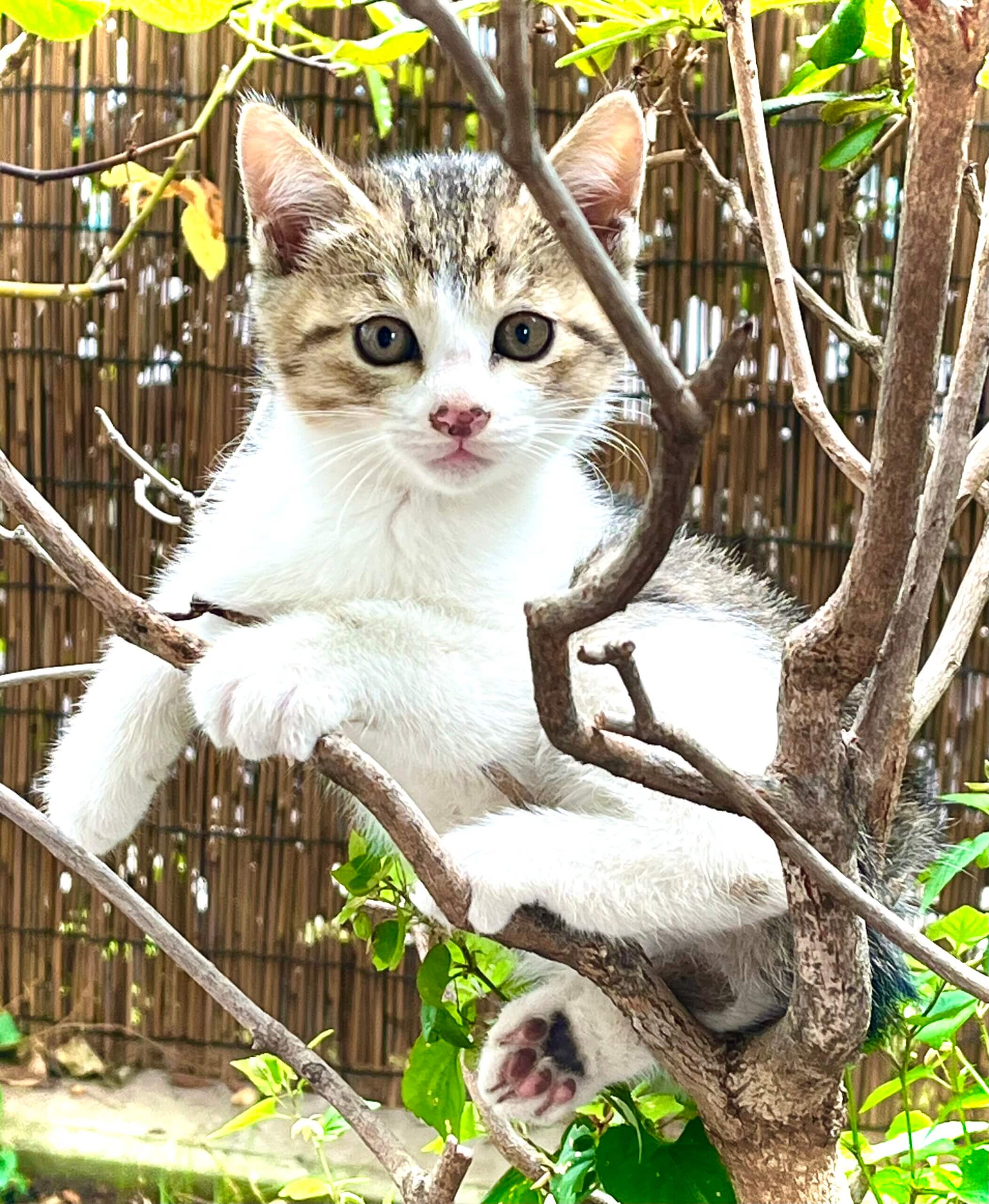 生後2ヶ月キジ白の女の子