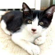 生後2ヶ月黒白ハチワレハンサムボーイ