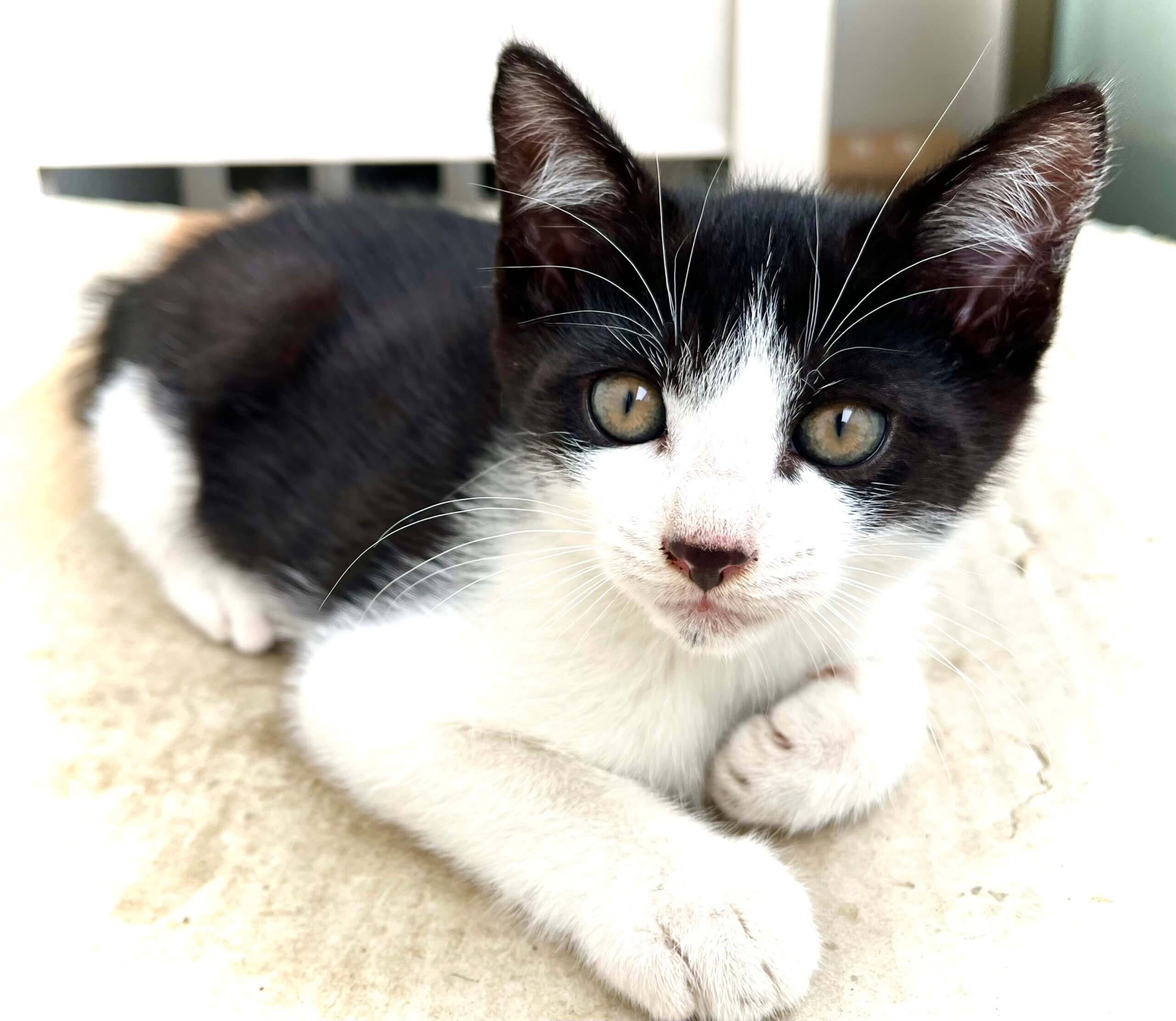 生後2ヶ月黒白ハチワレハンサムボーイ