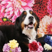 バーニーズマウンテンドッグ ８歳 男の子