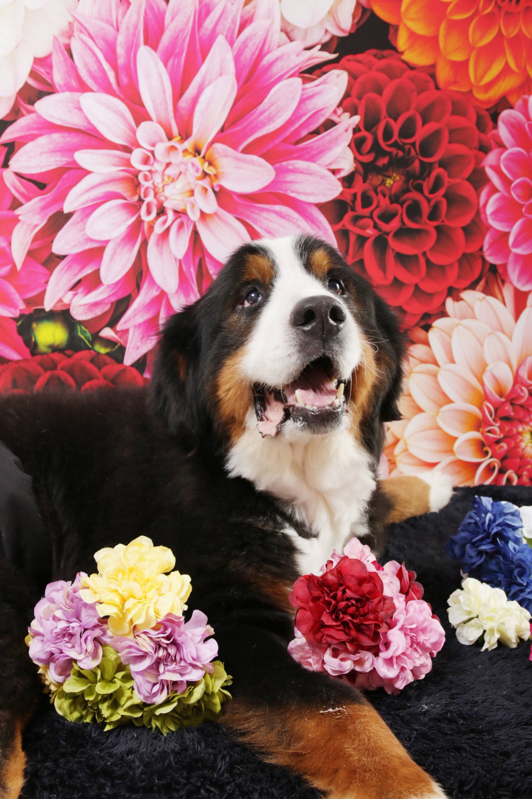 バーニーズマウンテンドッグ ８歳 男の子