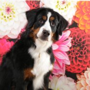 バーニーズマウンテンドッグ 4歳 女の子