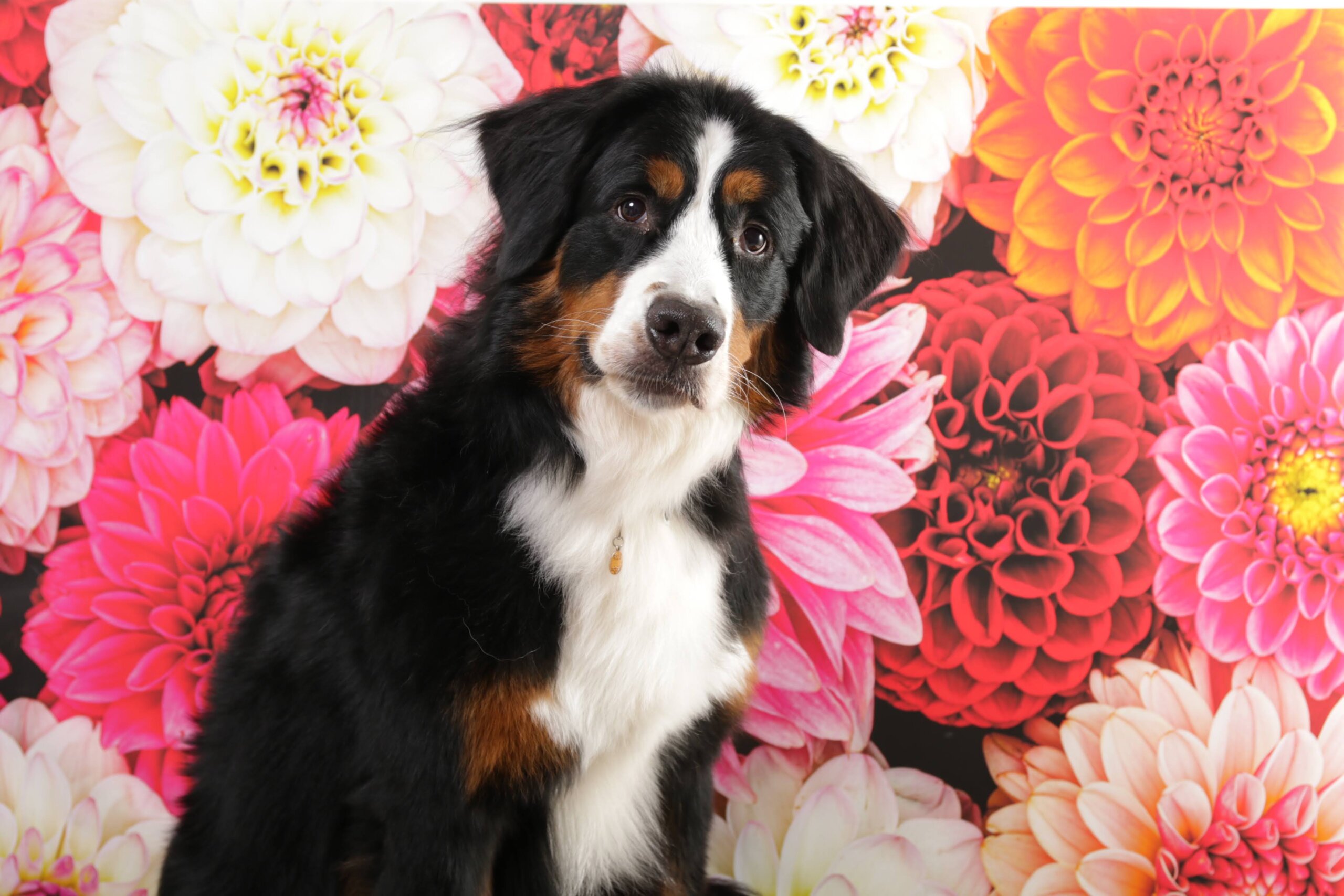 バーニーズマウンテンドッグ 4歳 女の子