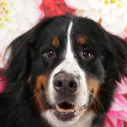 バーニーズマウンテンドッグ 5歳 女の子