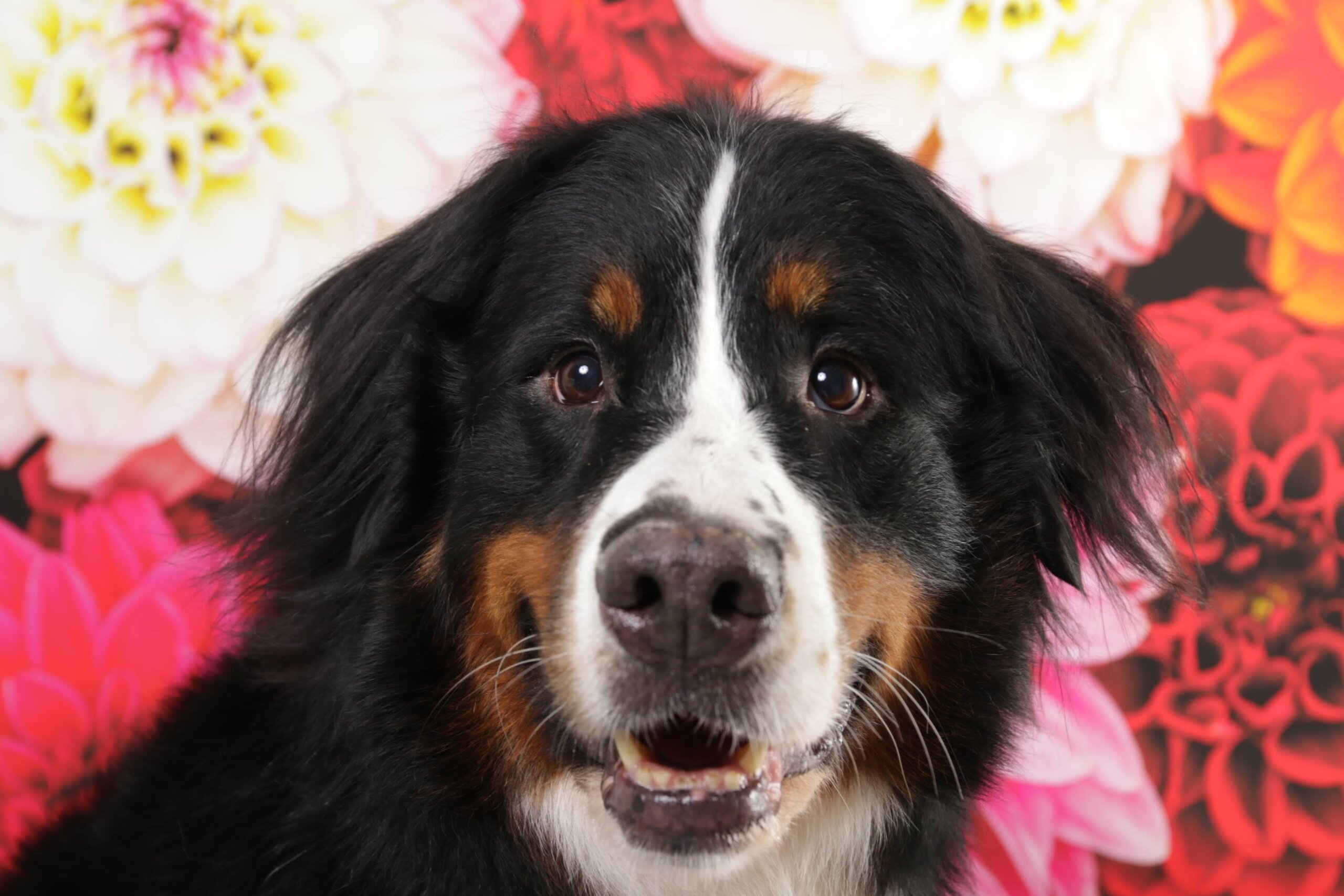 バーニーズマウンテンドッグ 5歳 女の子