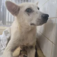 まだ幼い感じの男の子です。怖くてぶるぶる震えてます