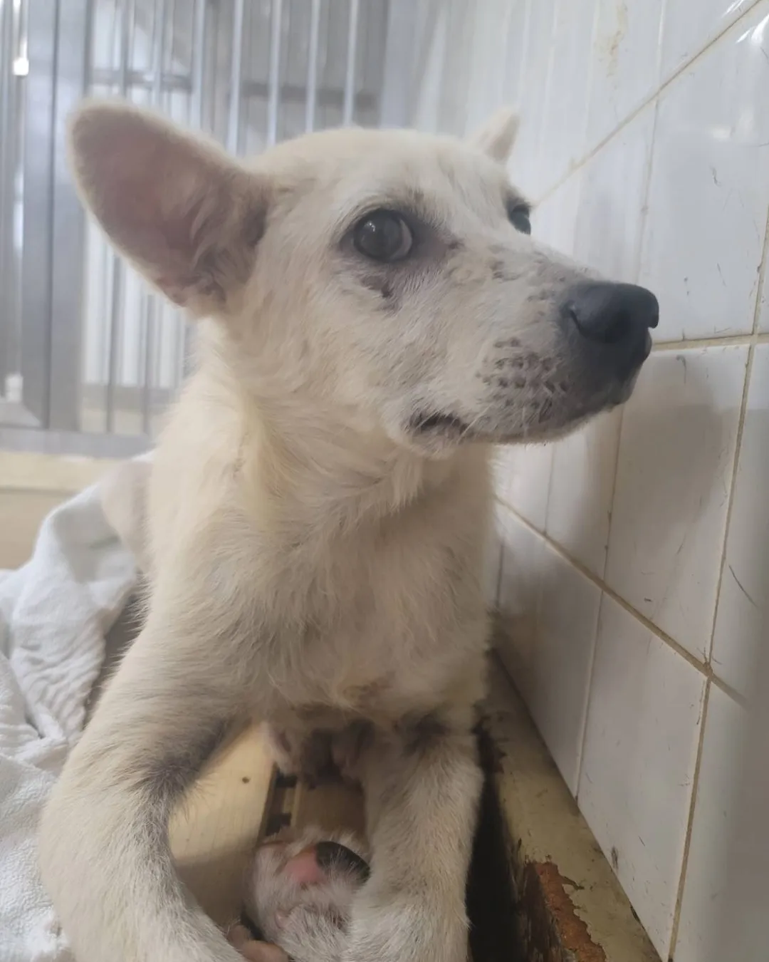 まだ幼い感じの男の子です。怖くてぶるぶる震えてます