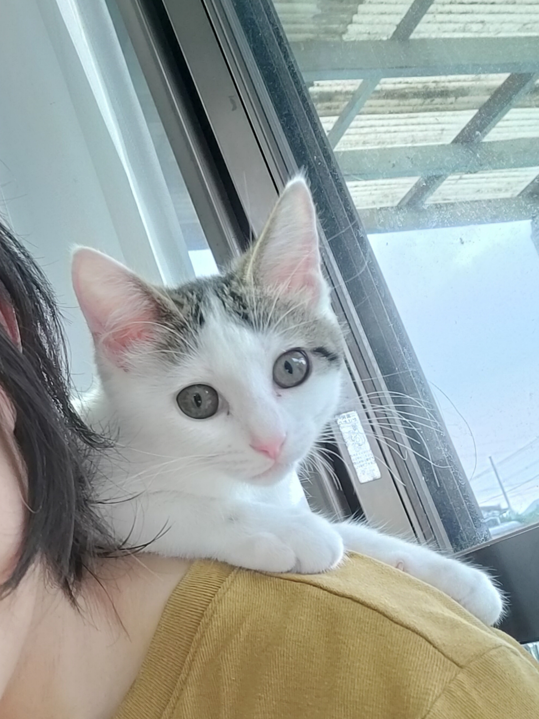 生後3ヶ月の子猫（女の子）