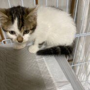 生後3ヶ月くらいの女の子です