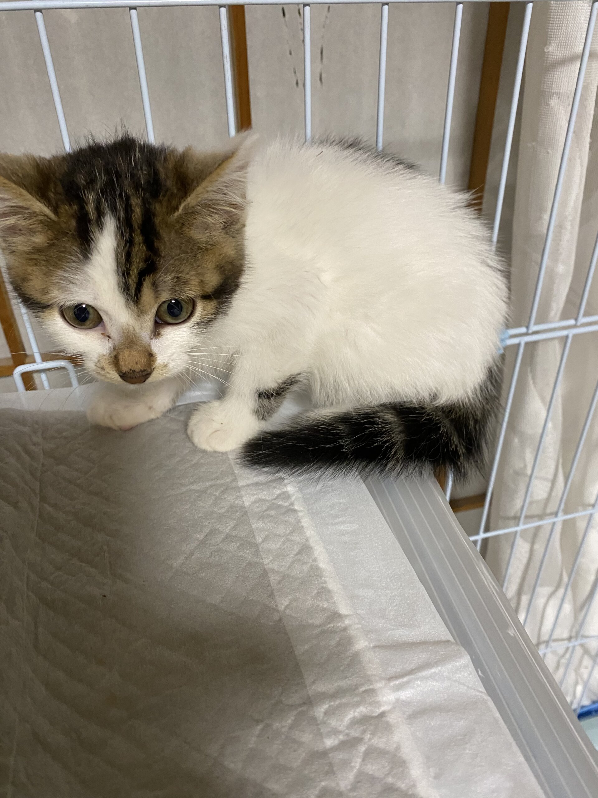 生後3ヶ月くらいの女の子です