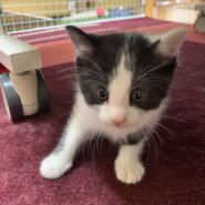 白黒ハチワレちゃん(トライアル決定)