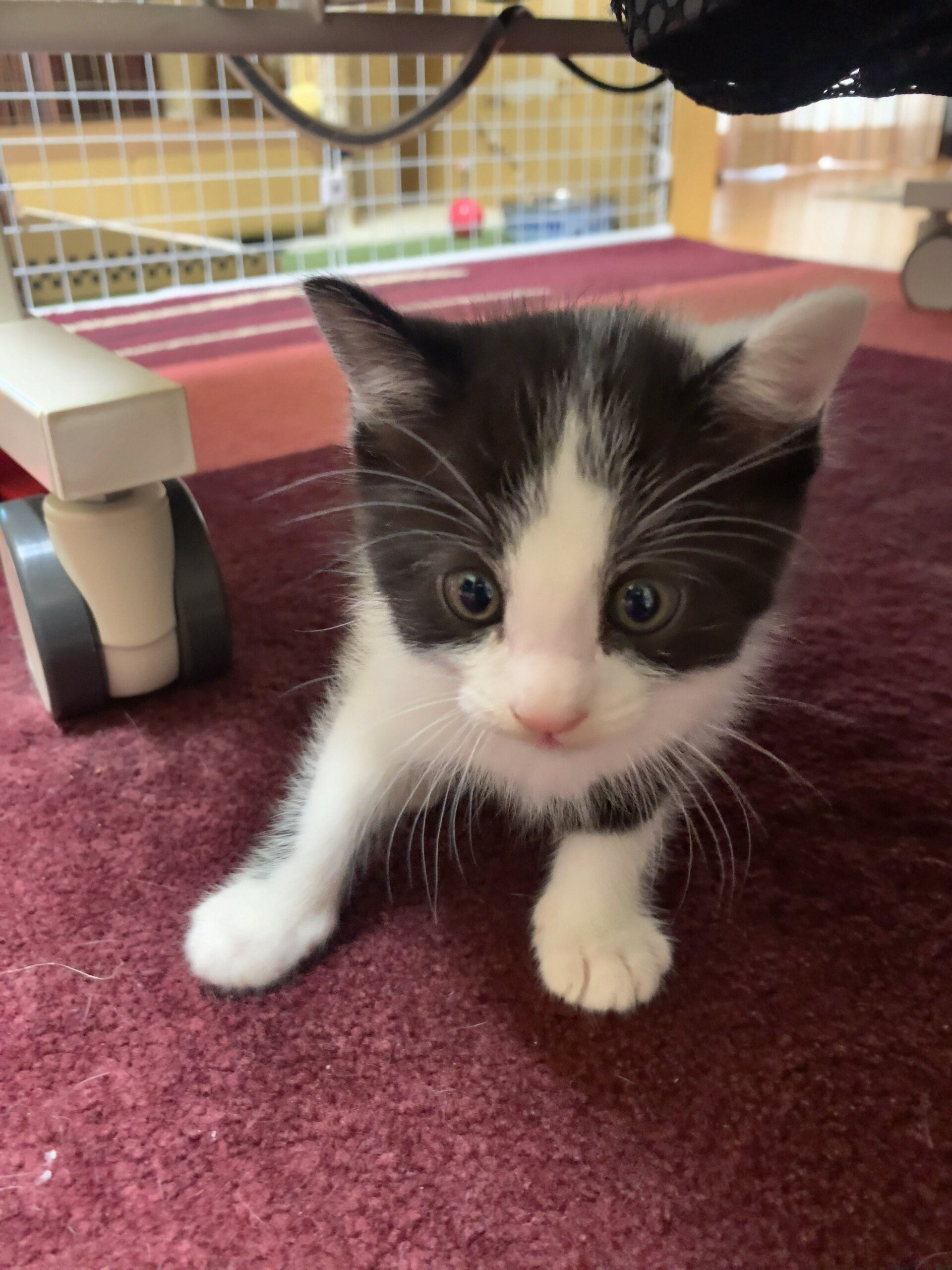 白黒ハチワレちゃん(トライアル決定)