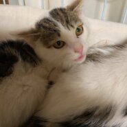 生後3ヶ月位の女の子です