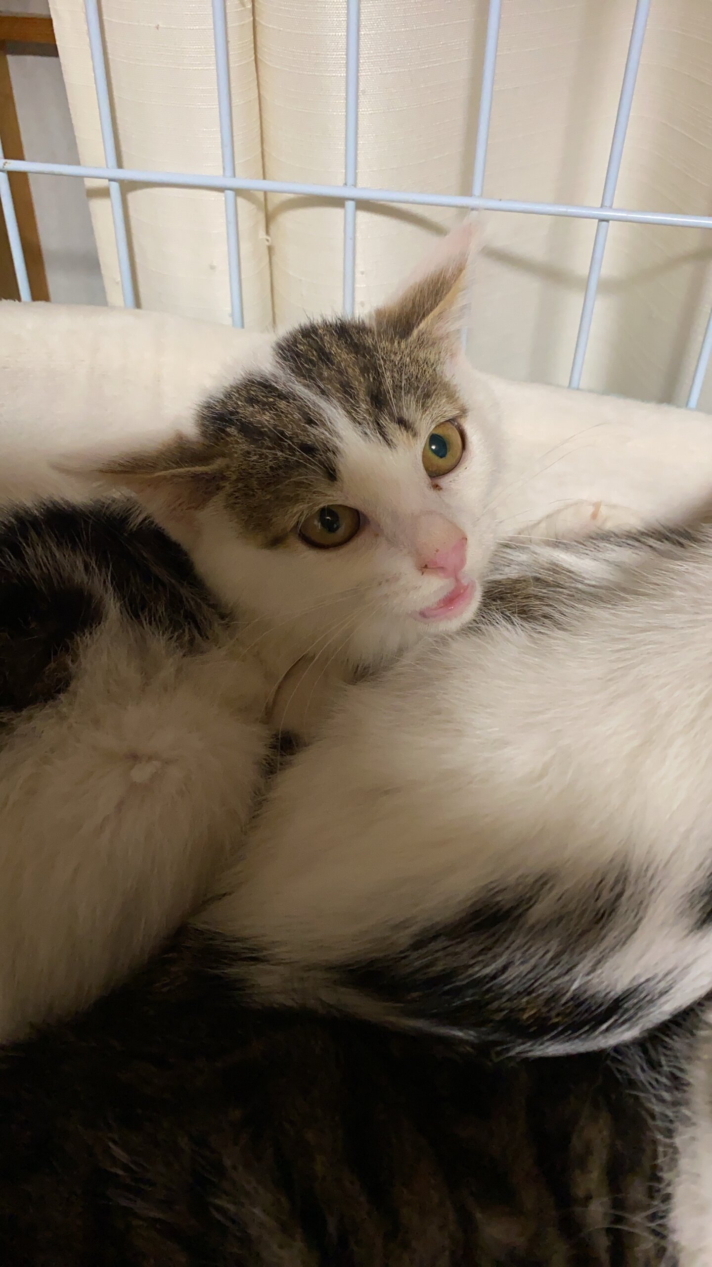 生後3ヶ月位の女の子です