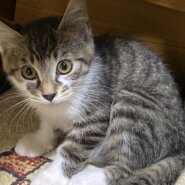 生後3ヶ月の女の子です